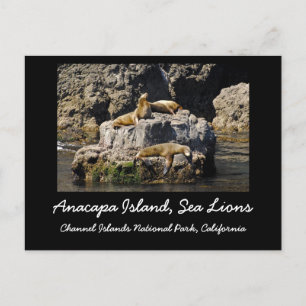 Carte Postale L'île d'Anacapa, Lions de Mer
