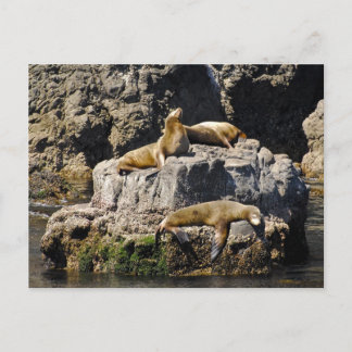 Carte Postale L'île d'Anacapa, Lions de Mer