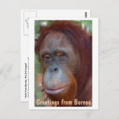 Carte Postale L'île de Bornéo Orangutan (Devant / Derrière)