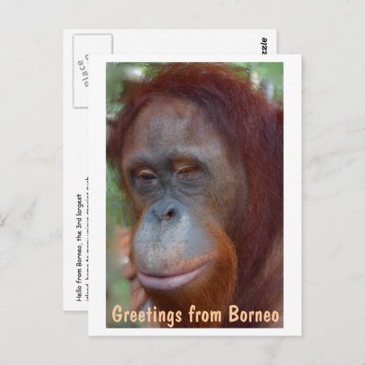 Carte Postale L'île de Bornéo Orangutan (Devant / Derrière)