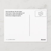 Carte Postale L'île de Bornéo Orangutan (Dos)