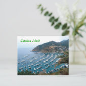Carte Postale L'île de Catalina (Debout devant)