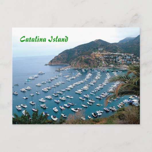 Carte Postale L'île de Catalina (Devant)