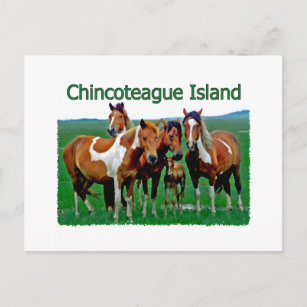 Carte Postale L'île de Chincoteague (poneys)