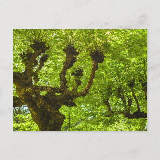 Carte Postale L'île de Sao Miguel (Devant)