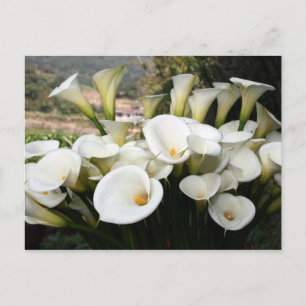 Carte Postale Liliers cultivés à Calla Lily Plantation, Taïwan