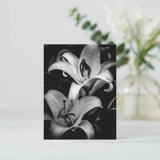 Carte Postale Lilies (Debout devant)