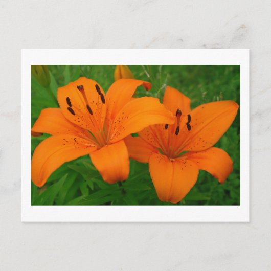 Carte postale Lilies (Devant)