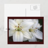 Carte Postale Lilies (Devant / Derrière)