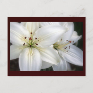 Carte Postale Lilies
