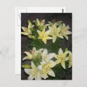 Carte Postale Lilies (Devant / Derrière)