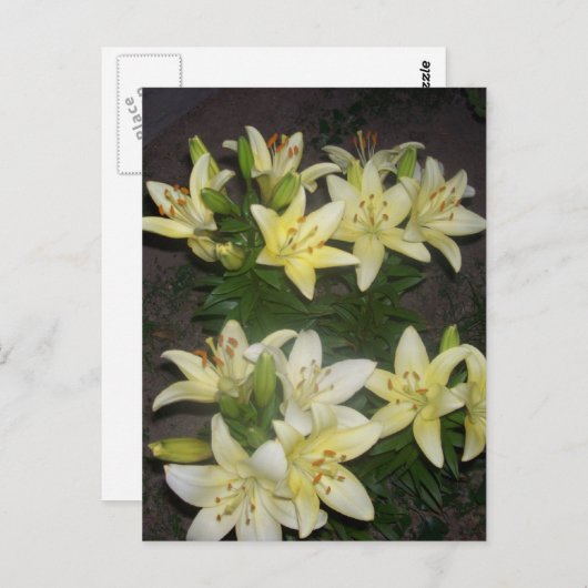 Carte Postale Lilies (Devant / Derrière)