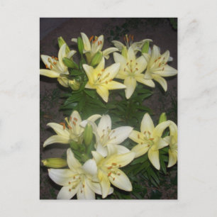 Carte Postale Lilies