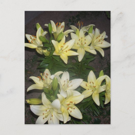 Carte Postale Lilies (Devant)