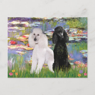 Carte Postale Lilies2 - Poodles standard (noir et blanc)