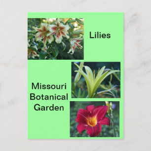 Carte Postale Lilies au Missouri Botanical Garden