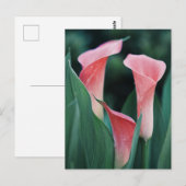 Carte Postale Lilies Calla Fleurs Roses (Devant / Derrière)