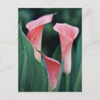 Lilies Calla Fleurs Roses