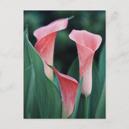 Carte Postale Lilies Calla Fleurs Roses (Devant)