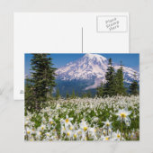 Carte Postale Lilies des avalanches et Mont Rainier 2 (Devant / Derrière)