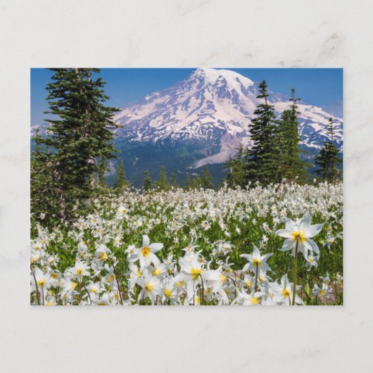 Carte Postale Lilies des avalanches et Mont Rainier 2 (Devant)