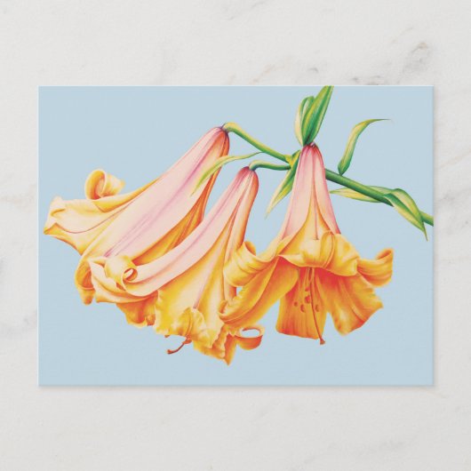 Carte Postale Lilies orange sur fond bleu au crayon aquarelle (Devant)