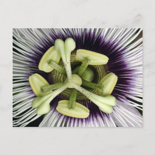 Carte Postale Lilikoi (Devant)