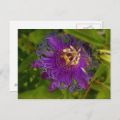 Carte Postale Lilikoi ou Fleur de Passion (Devant / Derrière)