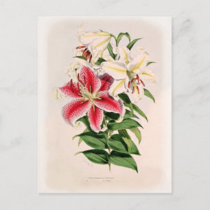 Carte Postale Lilium auratum