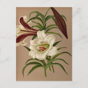Carte Postale Lilium Brownii par Arentina Hendrica Arendsen
