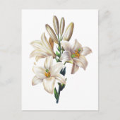 Carte Postale Lilium Candidum ou Madonna Lily Par Redoute (Devant)
