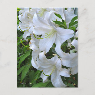 Carte Postale Lilium ‘Casa Blanca’ [Carte postale] ポ ー ド