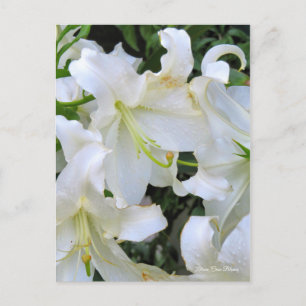 Carte Postale Lilium ‘Casa Blanca’ [Carte postale] ポ ー ド