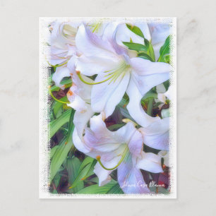 Carte Postale Lilium ‘Casa Blanca’ [Carte postale] ポ ー ド