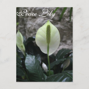 Carte Postale Lilium de la paix # 4