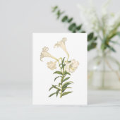 Carte Postale Lilium longiflorum (Debout devant)