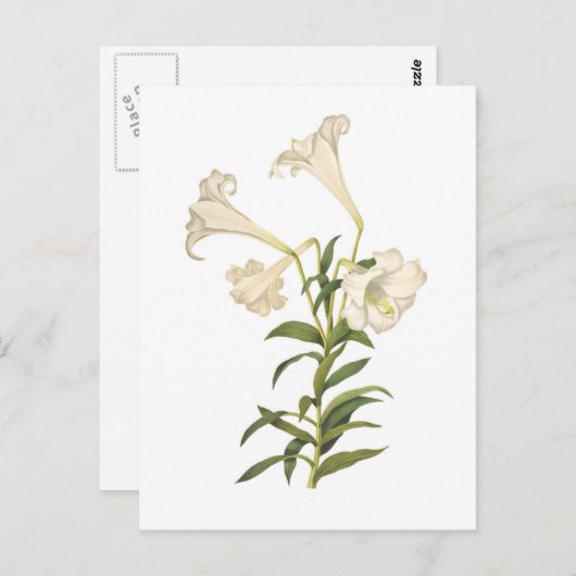 Carte Postale Lilium longiflorum (Devant / Derrière)