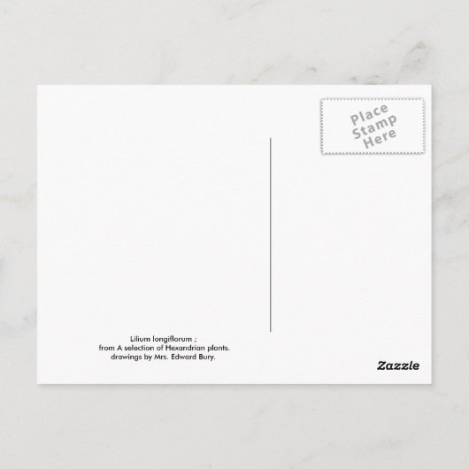 Carte Postale Lilium longiflorum (Dos)
