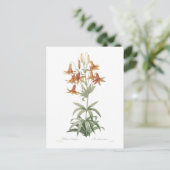 Carte Postale Lilium penduliflorum (Debout devant)