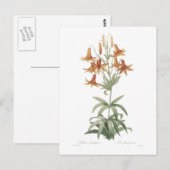 Carte Postale Lilium penduliflorum (Devant / Derrière)