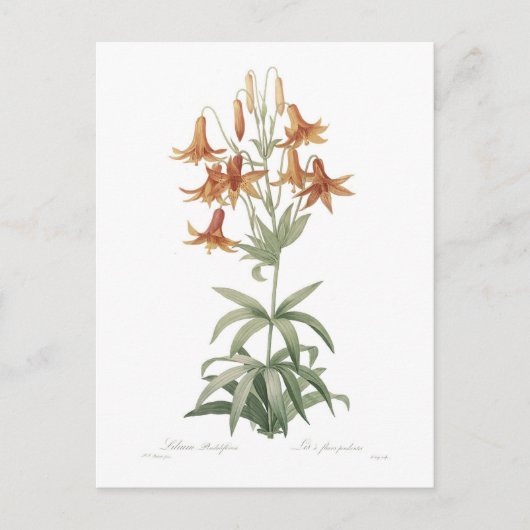 Carte Postale Lilium penduliflorum (Devant)