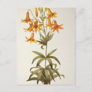 Carte Postale Lilium Penduliflorum, de "Les Liliacées", 1811
