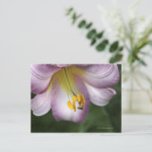 Carte Postale Lilium regale est une trompette fleurie natif (Debout devant)