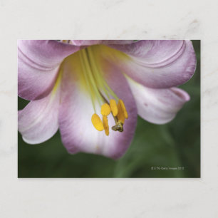 Carte Postale Lilium regale est une trompette fleurie natif