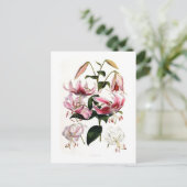 Carte Postale Lilium speciosum (Debout devant)