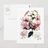 Carte Postale Lilium speciosum (Devant / Derrière)