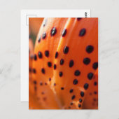 Carte Postale Lilium superbum, Lily, casquette de Turk (Devant / Derrière)