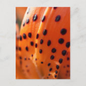 Carte Postale Lilium superbum, Lily, casquette de Turk (Devant)