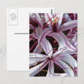 Carte Postale Liliums (Devant / Derrière)
