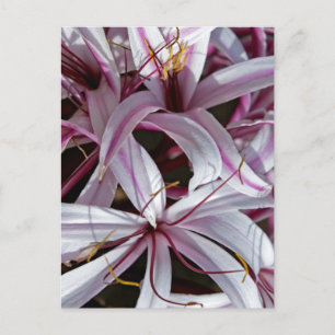 Carte Postale Liliums